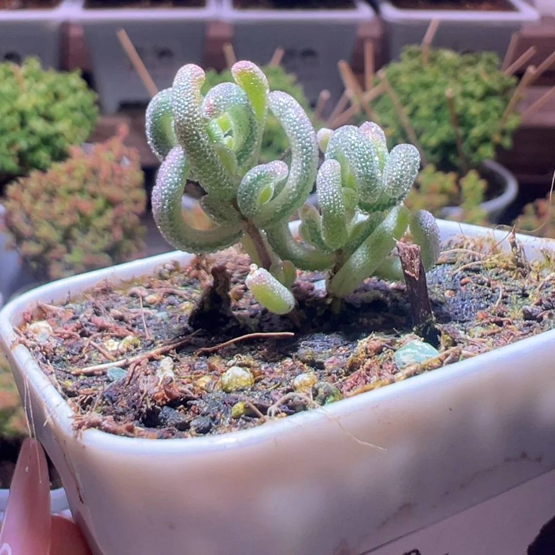 350双色锦一物一拍带盆土发货