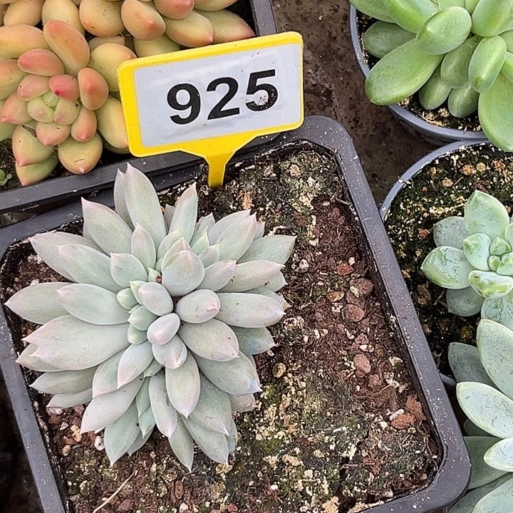 捂****多肉植物海豚体哥特缀925