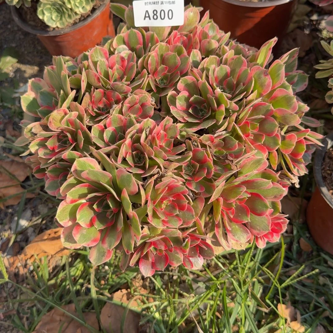 800妖月。多肉植物