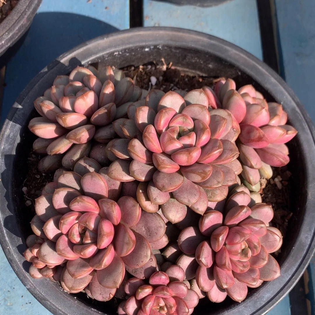 葡萄老桩无砍一物一拍