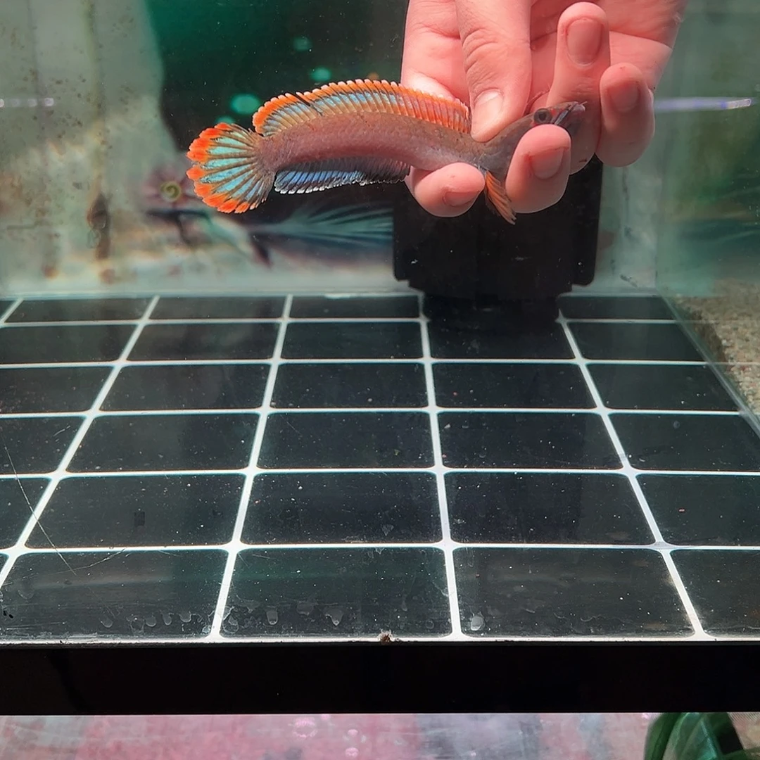 估***计海水鱼血斑雷龙专拍链接