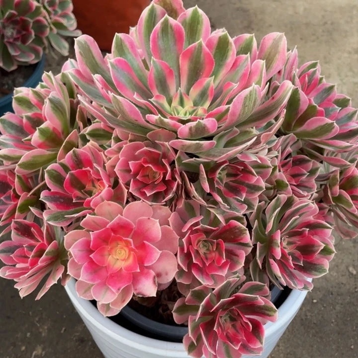 531粉女巫精品法师多肉