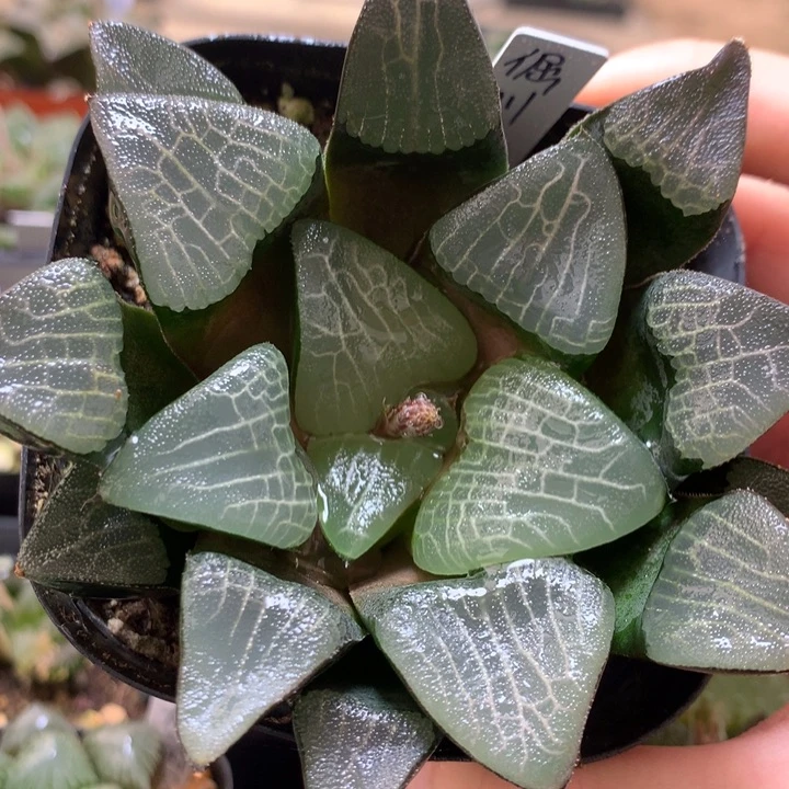 倔川巨大克一物一拍