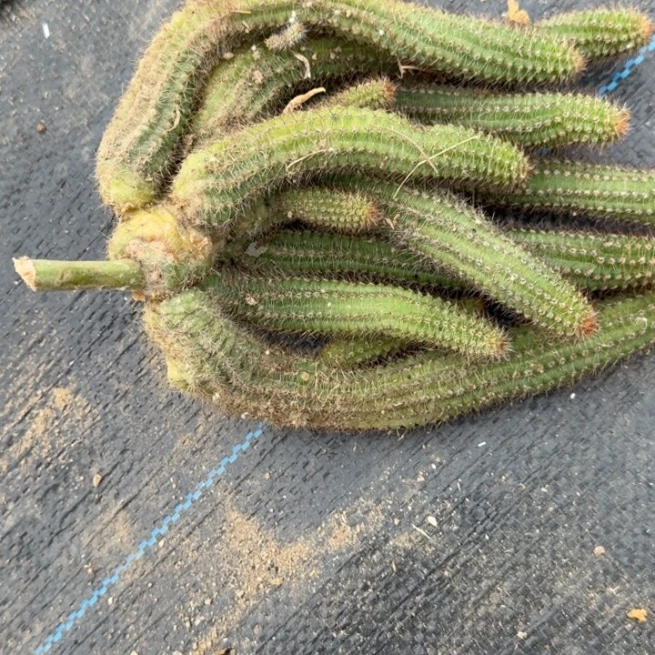 白檀仙人掌群生一群101
