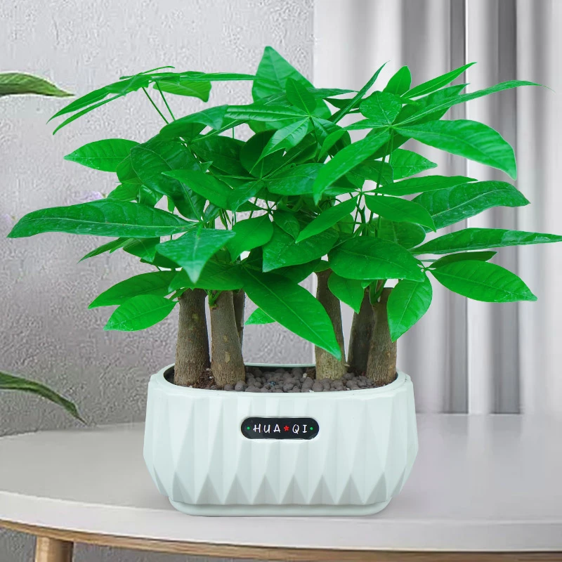 【6杆发财树】室内好养水培土培发财树盆栽绿植花卉盆景卧室客厅