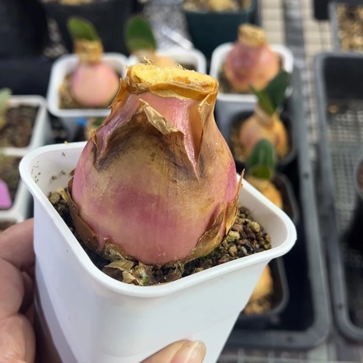 红边灯台百合多肉植物