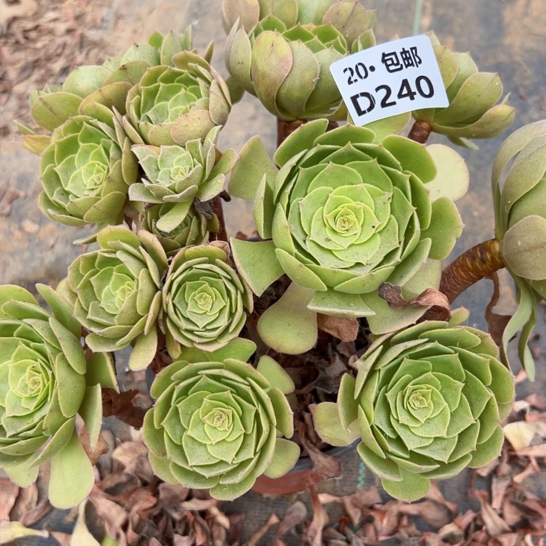 240沙拉碗，满20包邮