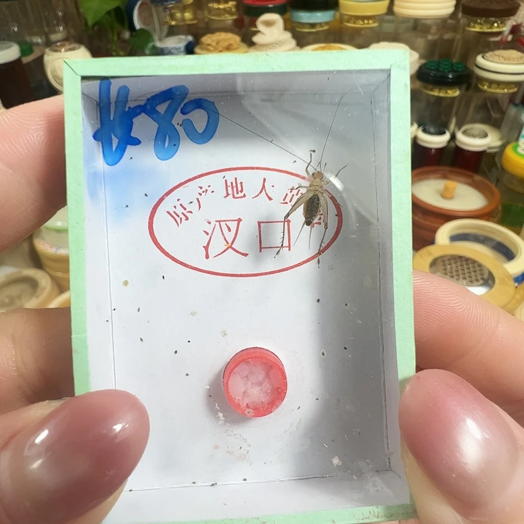 哈哈哈段须大黄铃一个