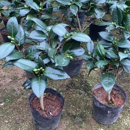 当前无花栽培后可以开花