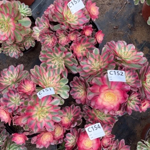 多肉植物倾城四个