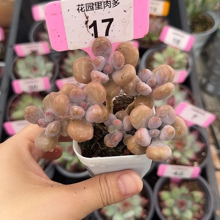17老桩腰子蛋多肉植物