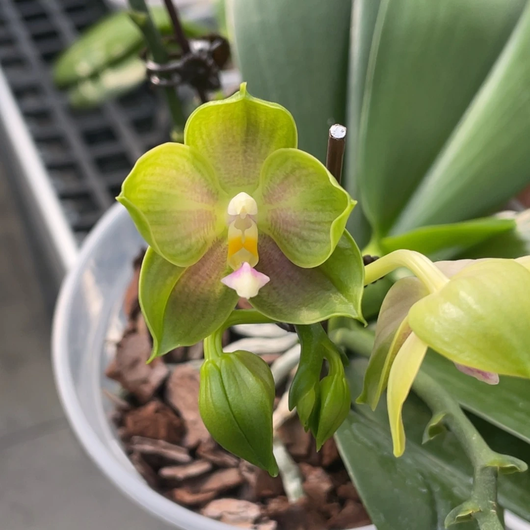 当前无花栽培后可以开花
