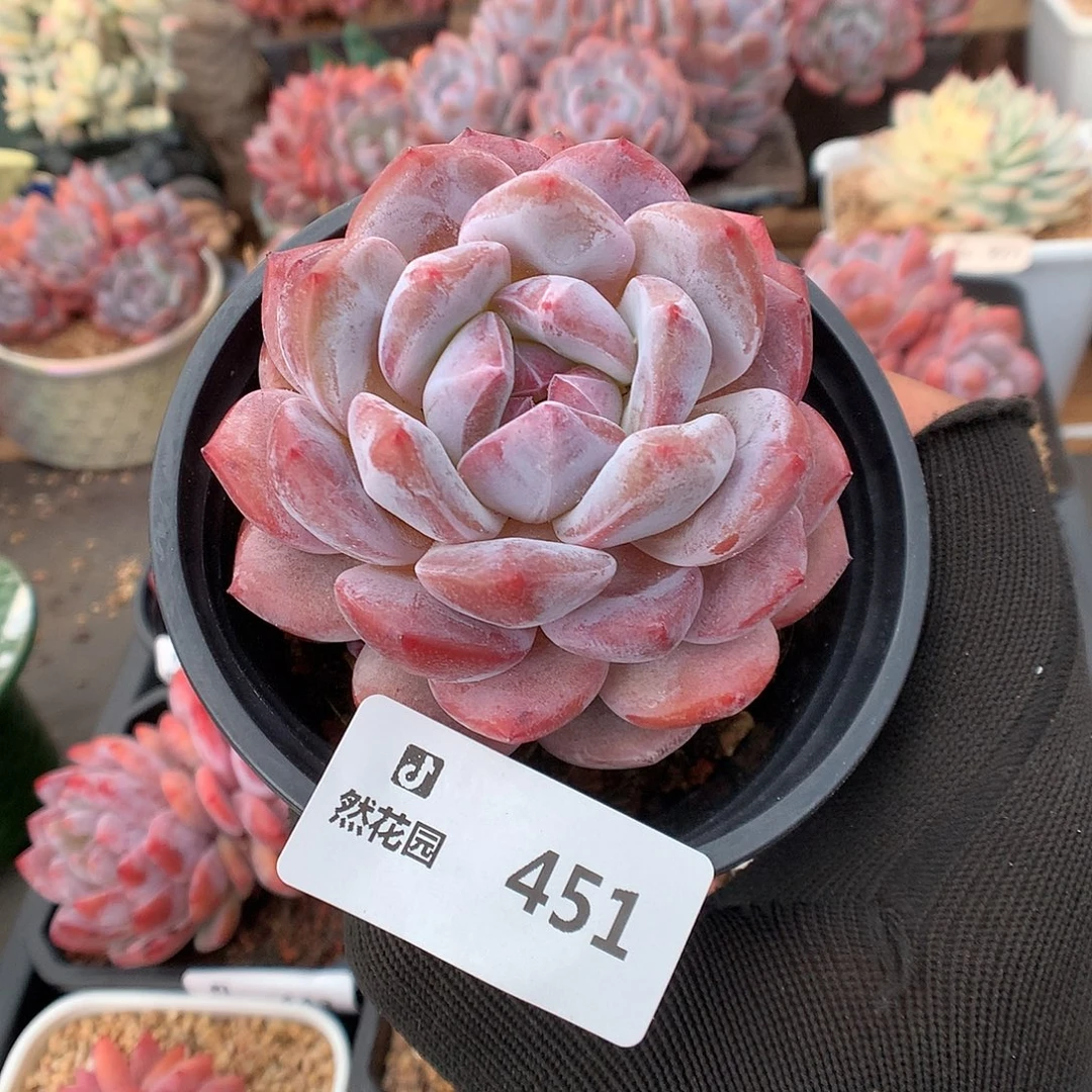 451星影多肉植物66666