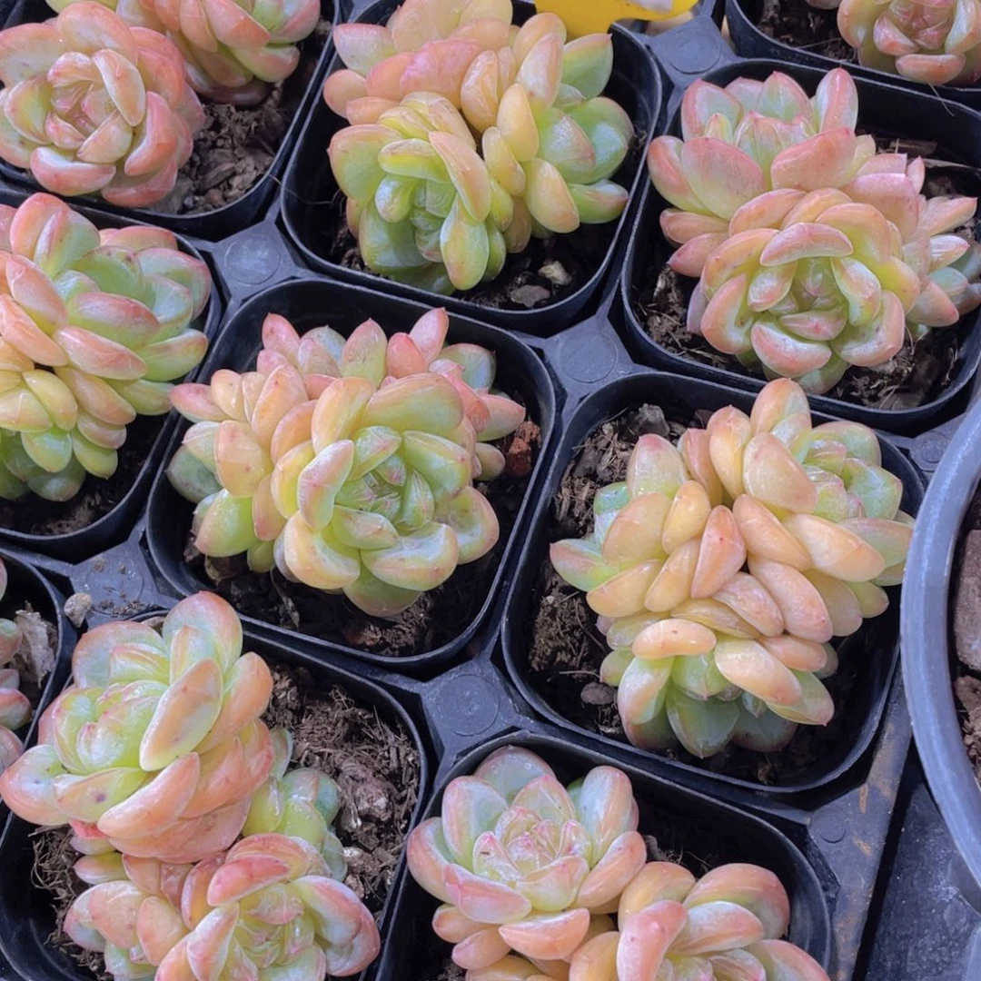 952号 韩货星星珍妮多头群一个