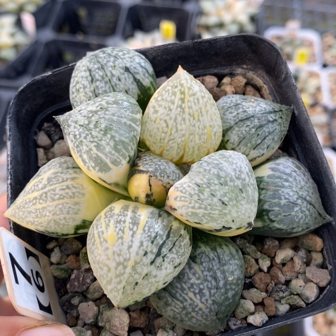 7号实生丸叶白银锦