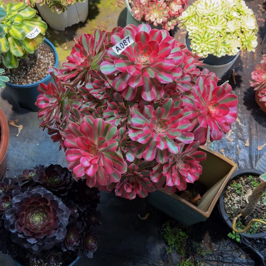 用***7108多肉法师锦11111