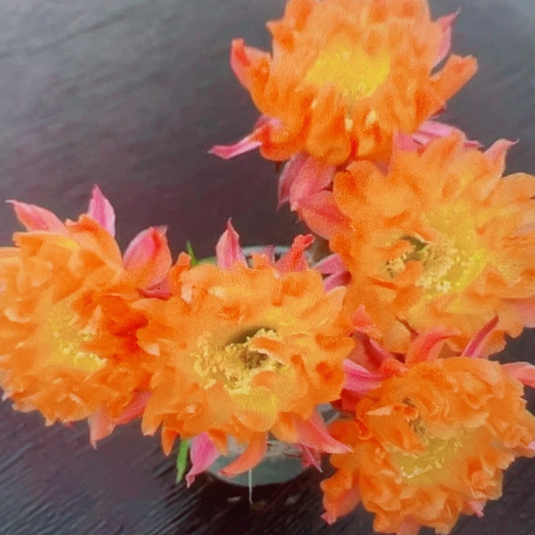 彩草 江南十三 侧芽满20包邮