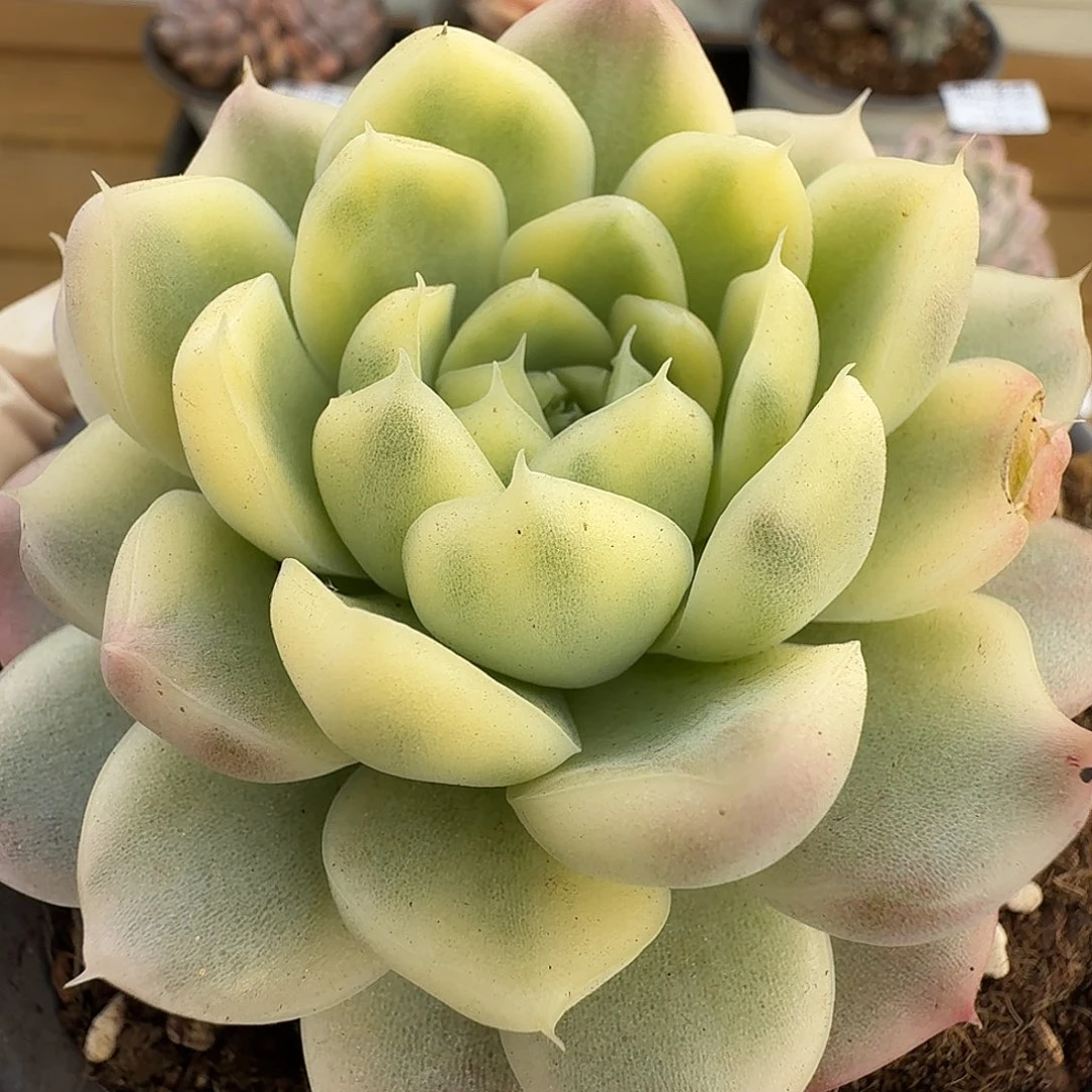 冬云锦11110505-16