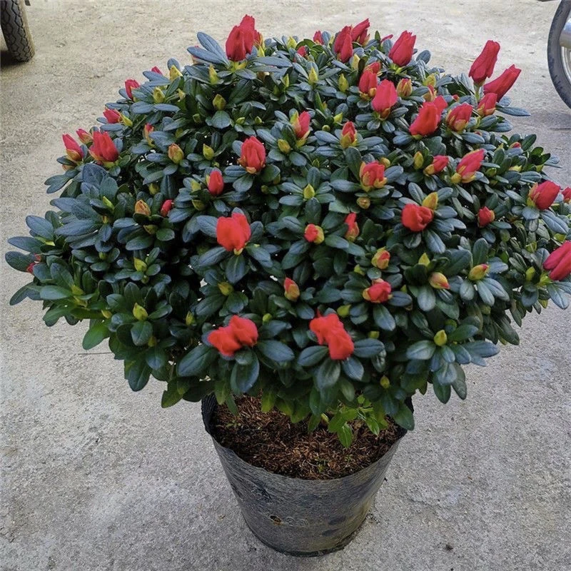 『红色杜鹃』精品杜鹃花室内外客厅阳台庭院种植好养易活带苞发货