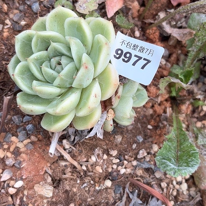 丨***月阿雅园艺。     9977