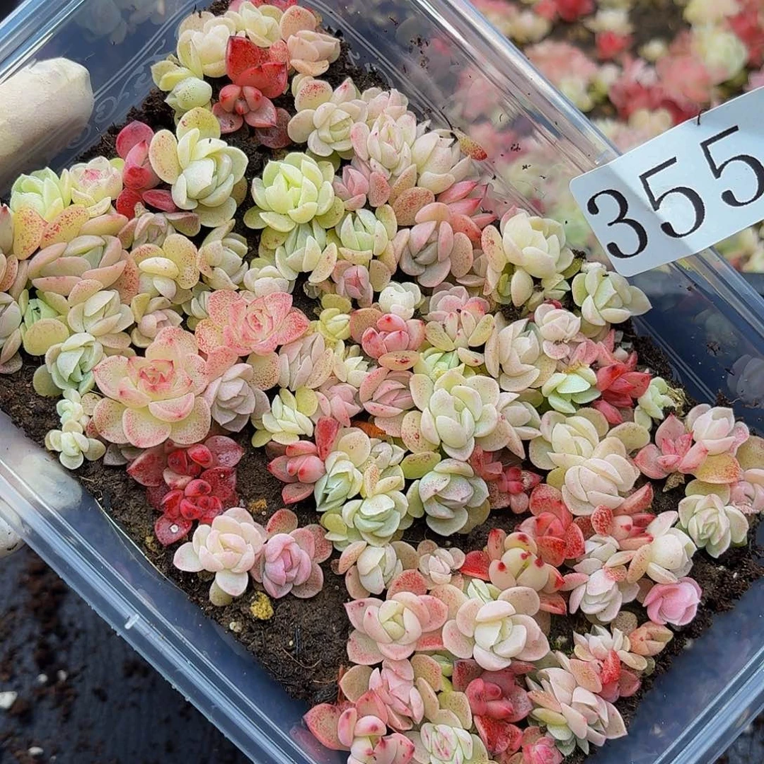 多肉植物多肉植物355