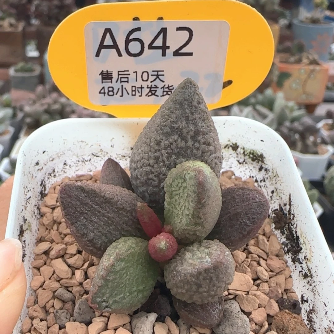 释迦。      642。