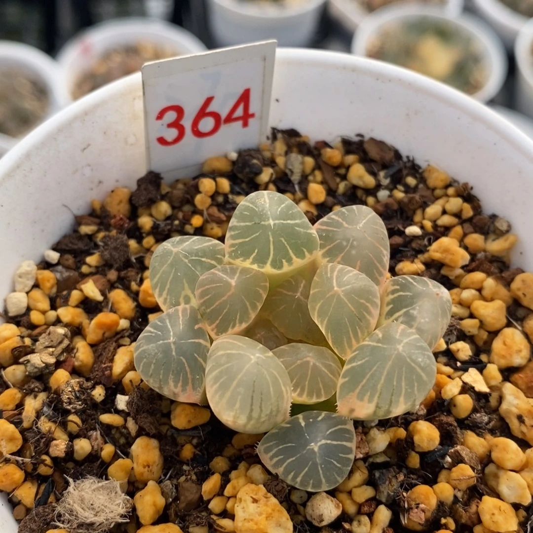 394龙爪十二卷多肉植物