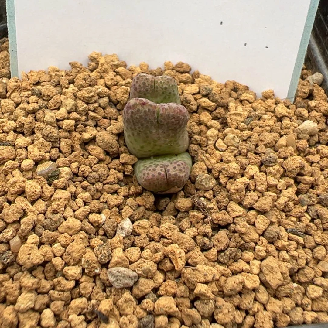 17-48肉锥多肉植物，