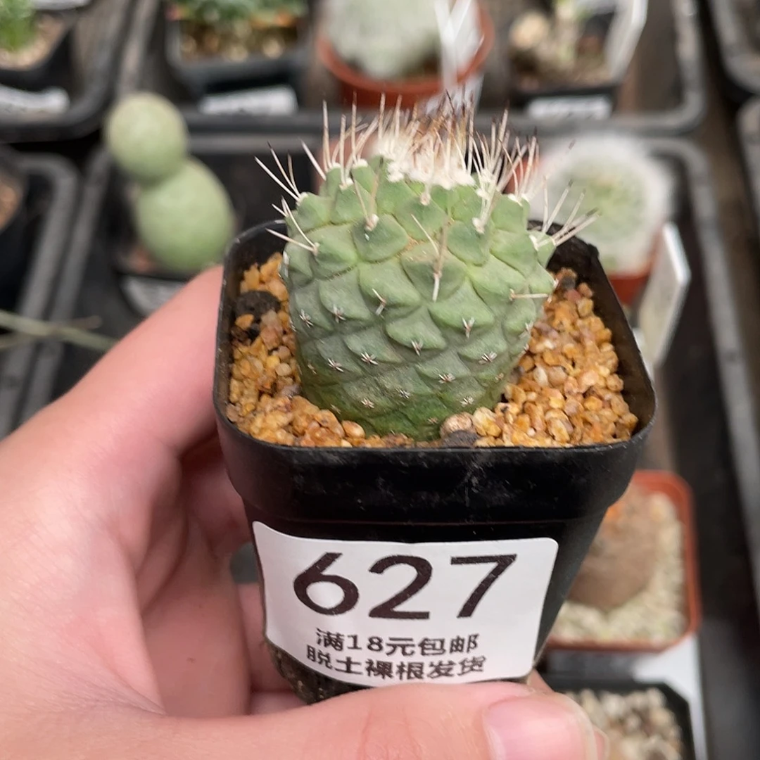 627菊水（满18包邮）