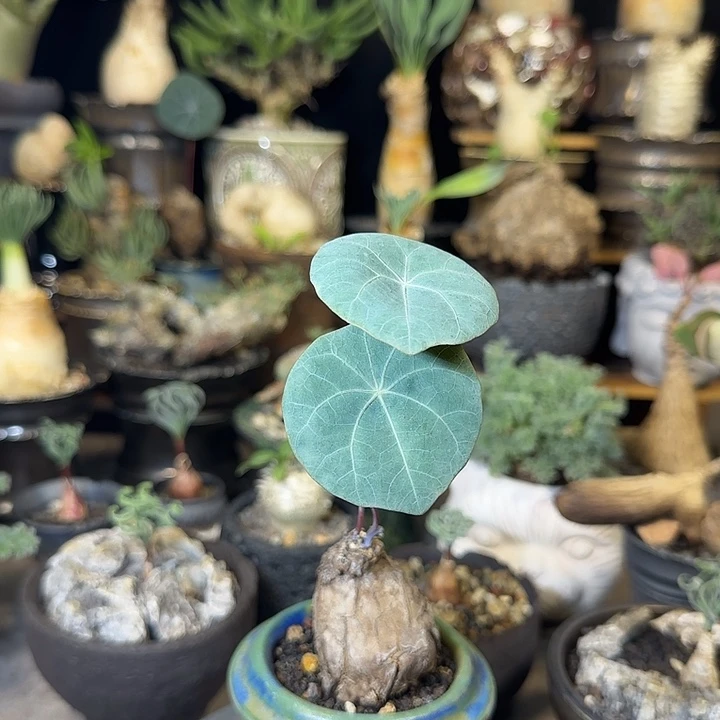 一物一拍老家一叶龟199