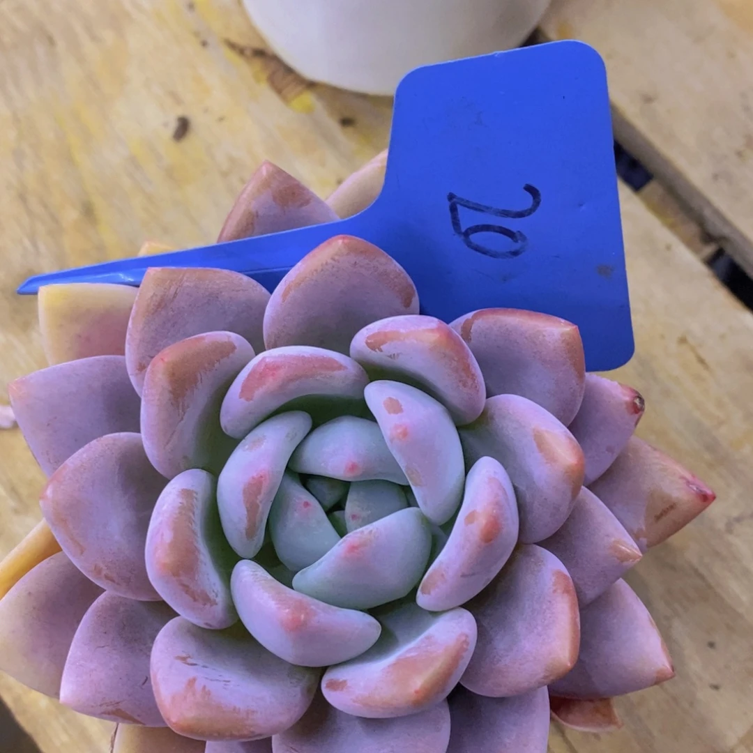 跨年夜，福利专场，一单就包邮，感谢大家