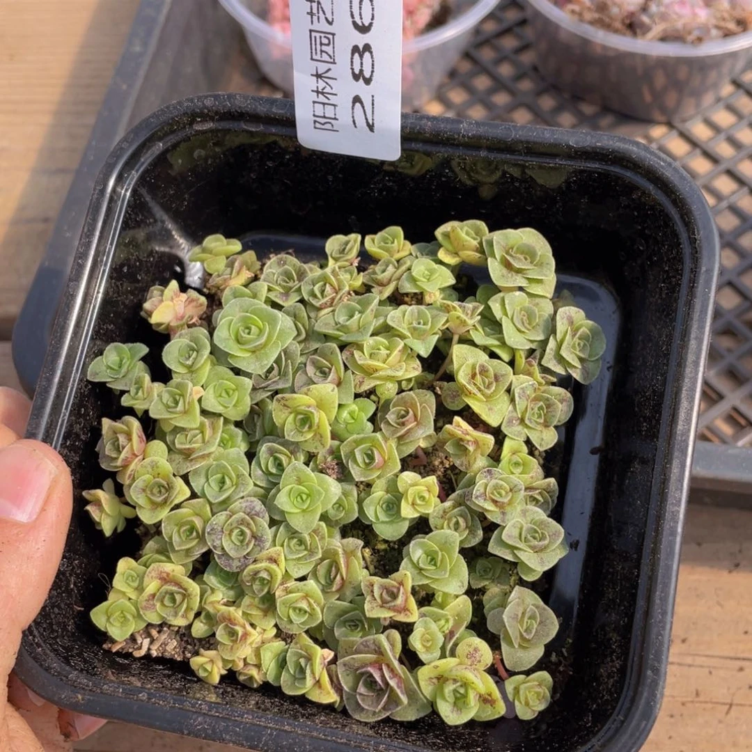 多肉植物多肉植物286