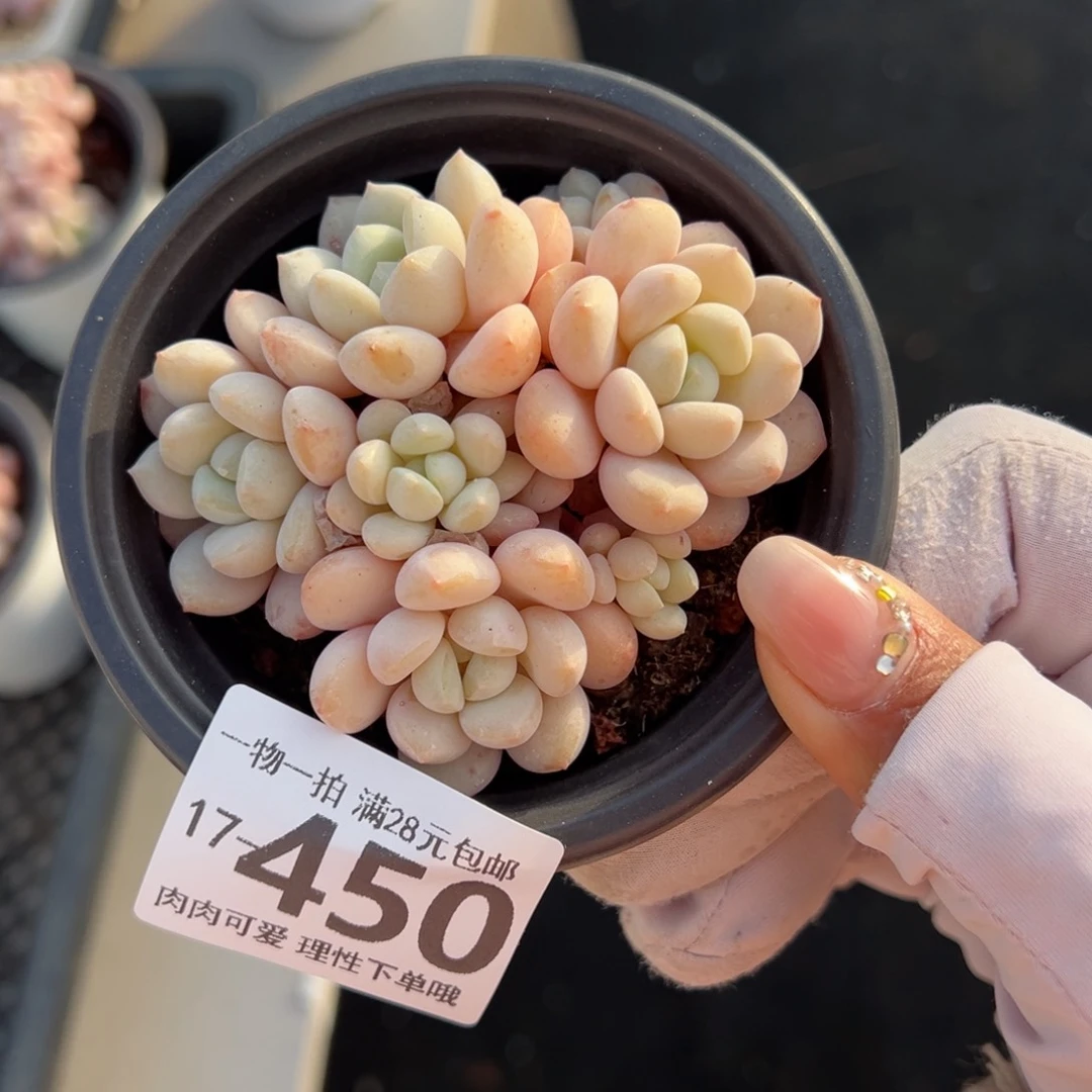 玉如意多肉多肉多肉多肉