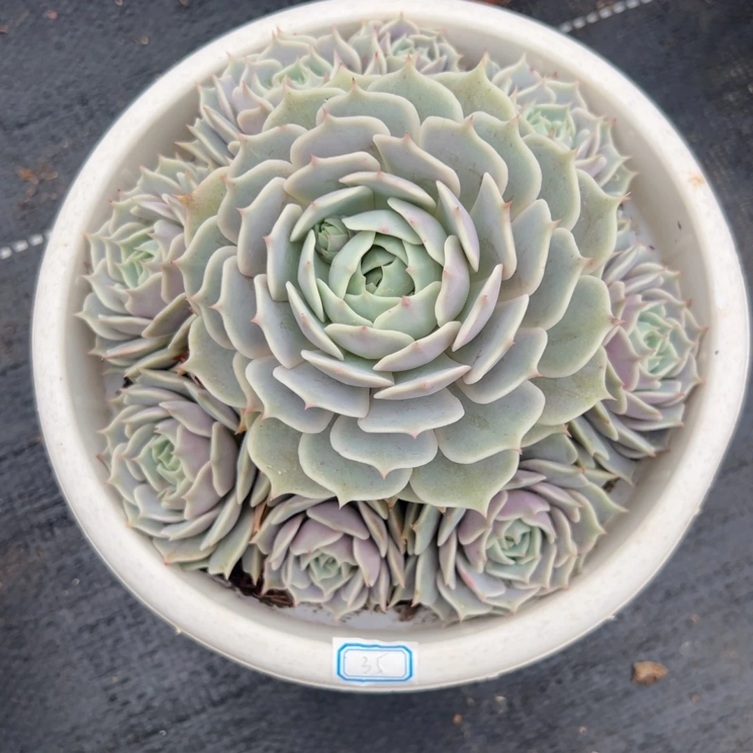 多肉植物手捧露娜莲