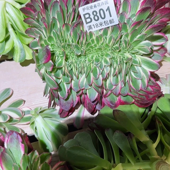 多肉 海王一体化多肉法师