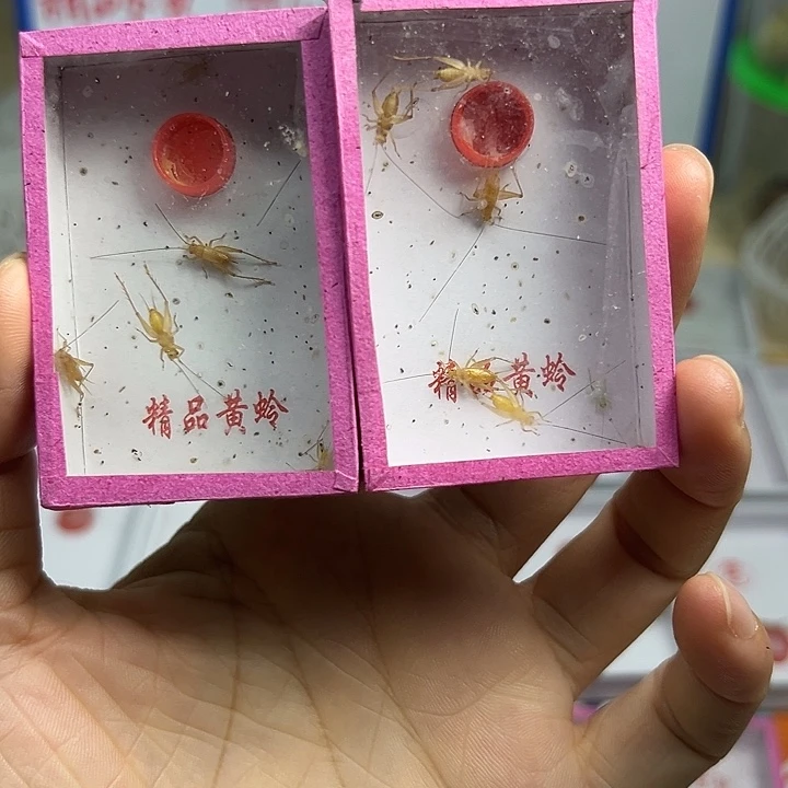 小黄2盒。包邮 包邮