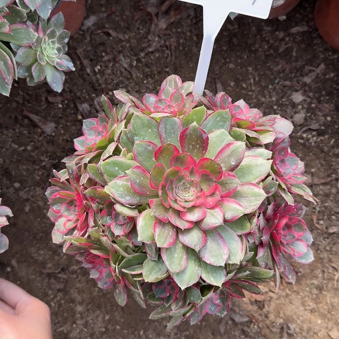 4524云荷多肉法师