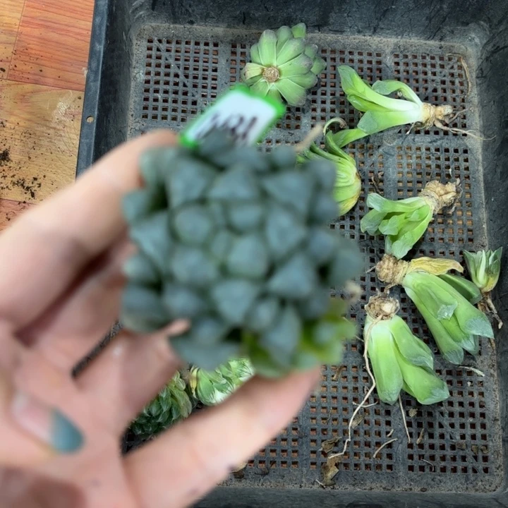 裸根孔明灯多肉植物