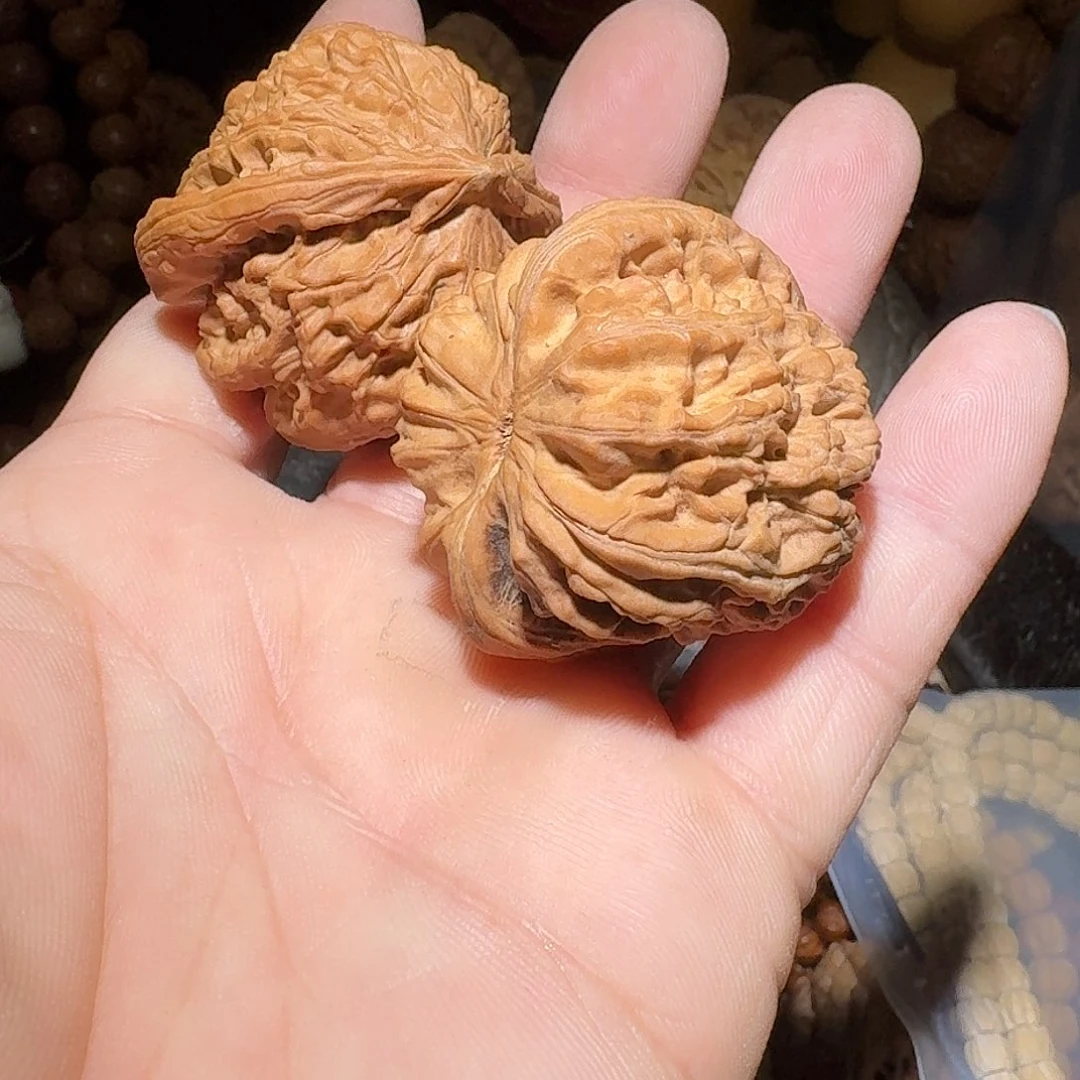 萌***地核桃蓟县山地白狮子