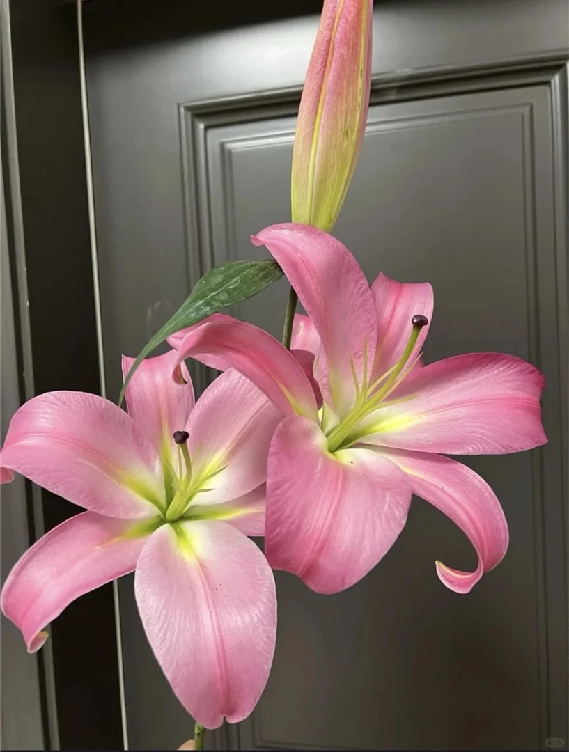 【麦当娜】香水百合 一单包邮 云南鲜花昆明基地现采现发
