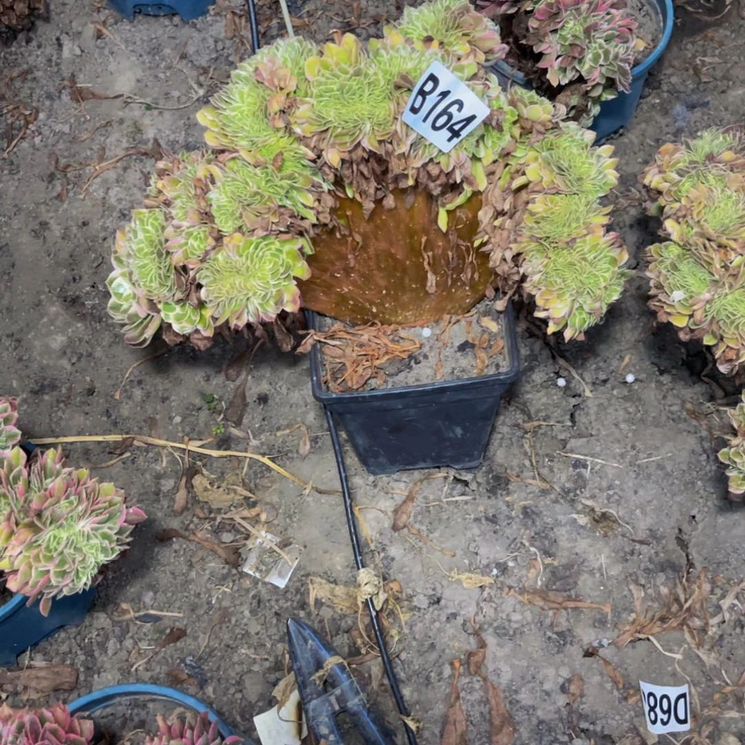 海王法师16-/-10包邮