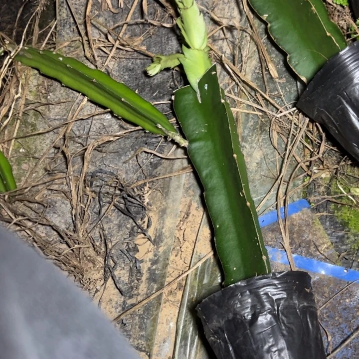 紫蝶嫁接小破苗一颗9号