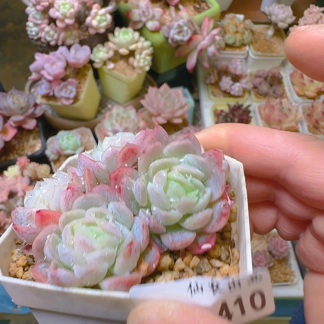 仙农月影，410，仙农出品多肉