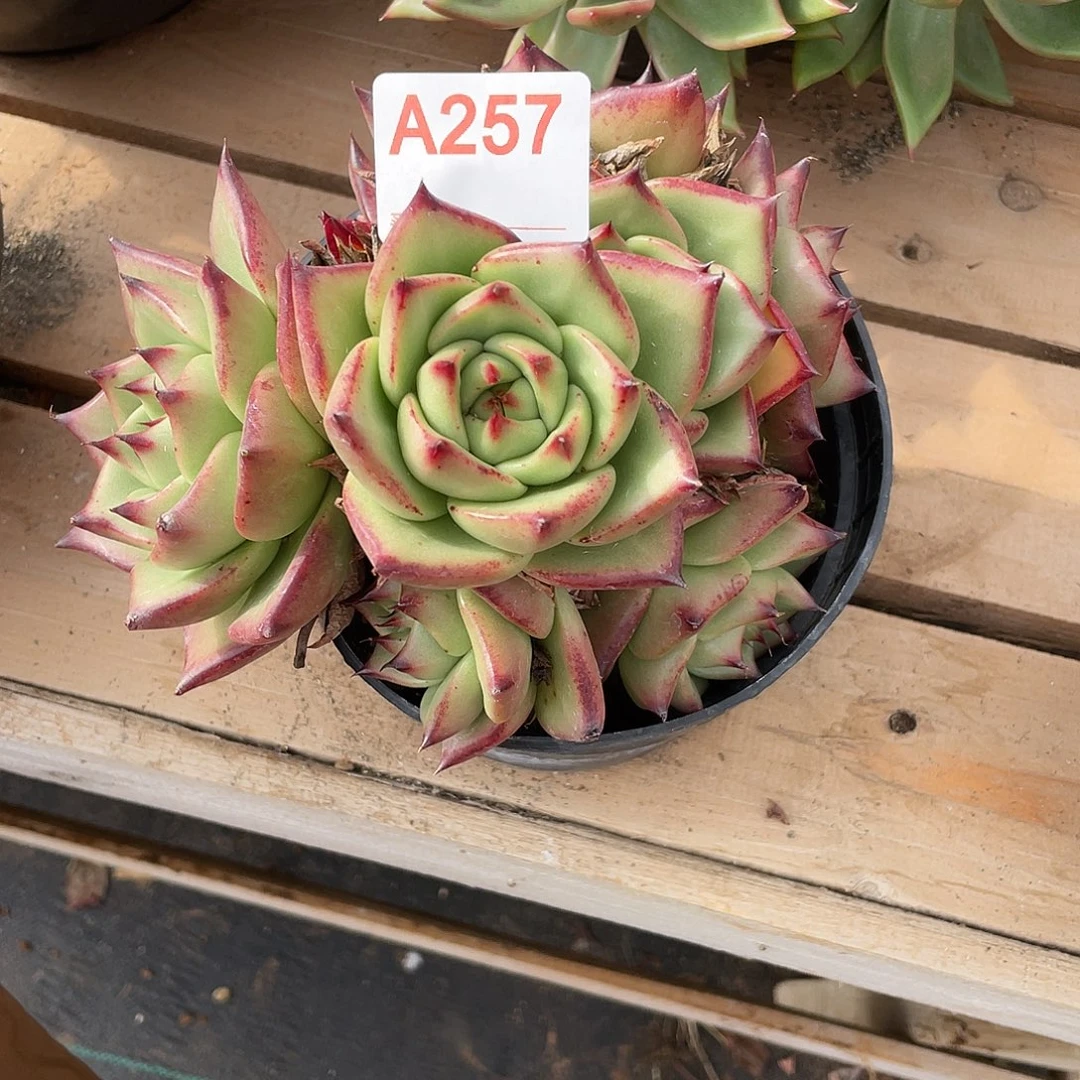 若如东云单拍A257