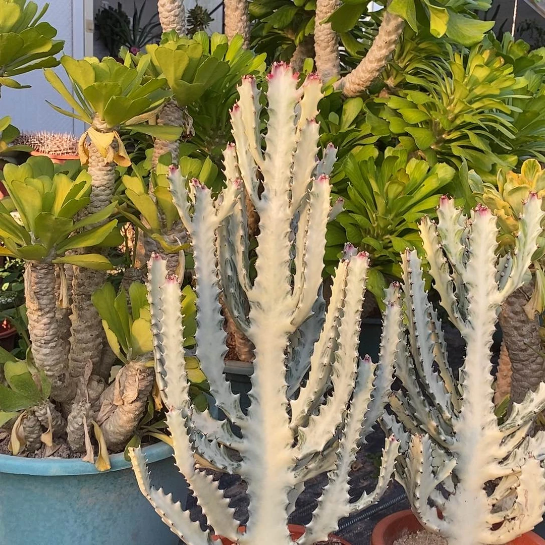 白龙骨一物一拍一