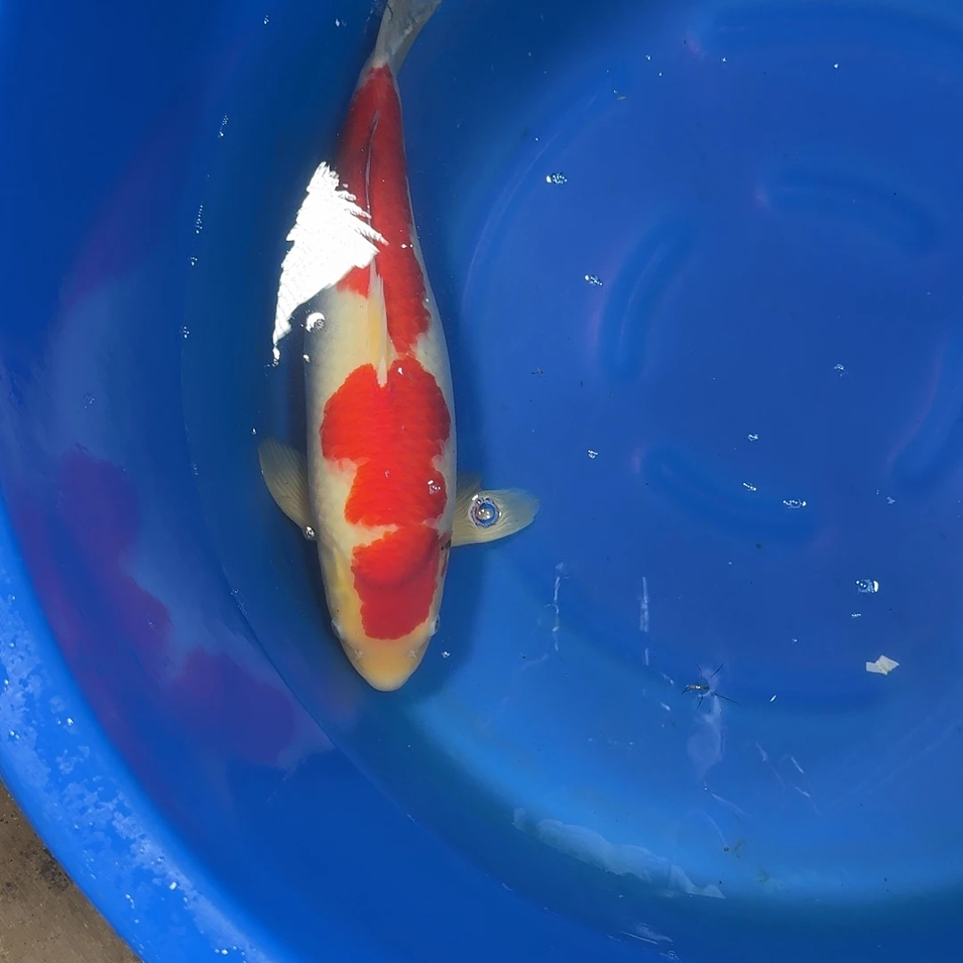 海水鱼锦程锦鲤红白