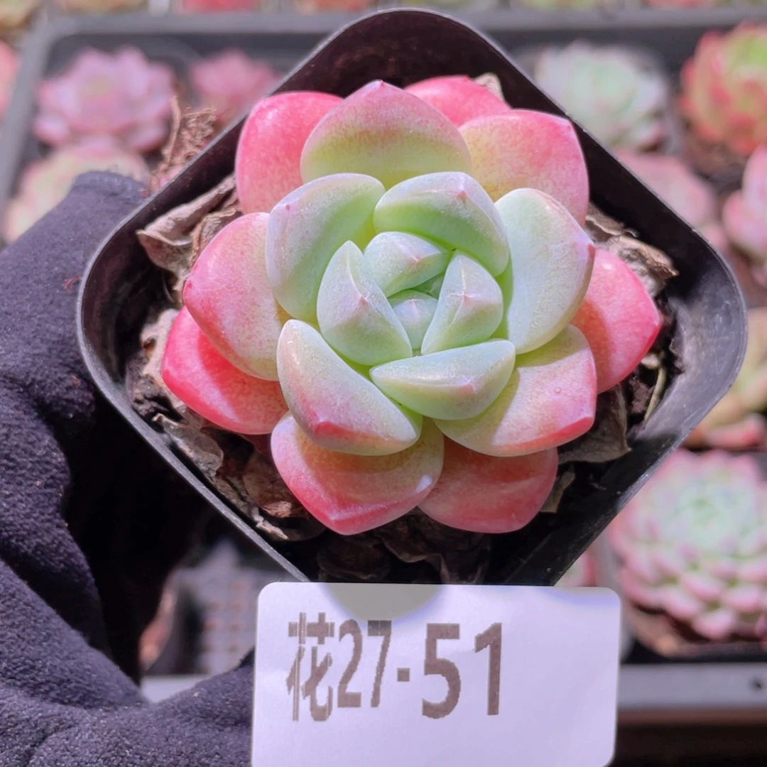 花利美27-51冰玉单头