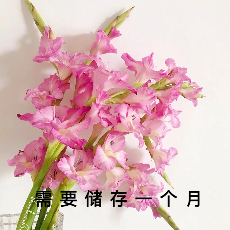 【需要储存一个月】5颗【普里西拉】剑兰种球室内阳台庭院四季