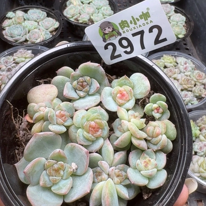 多肉植物多肉植物