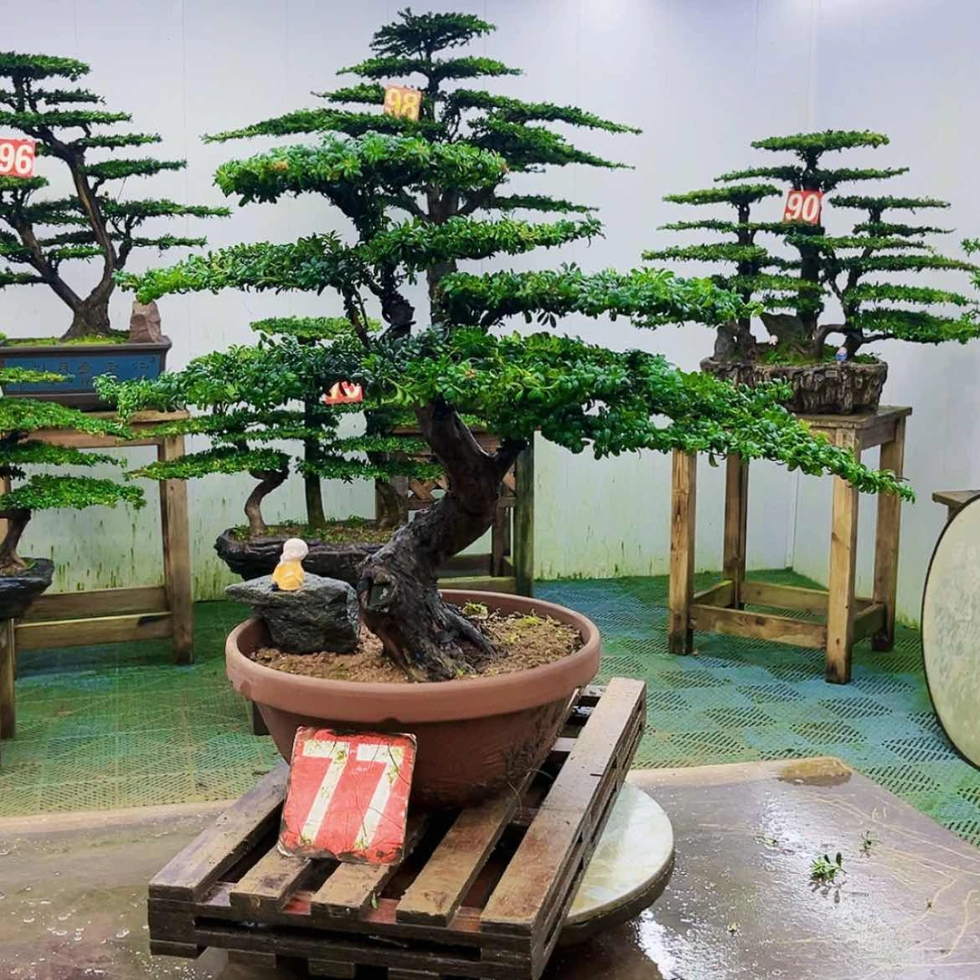 【闪购商品】无花朵